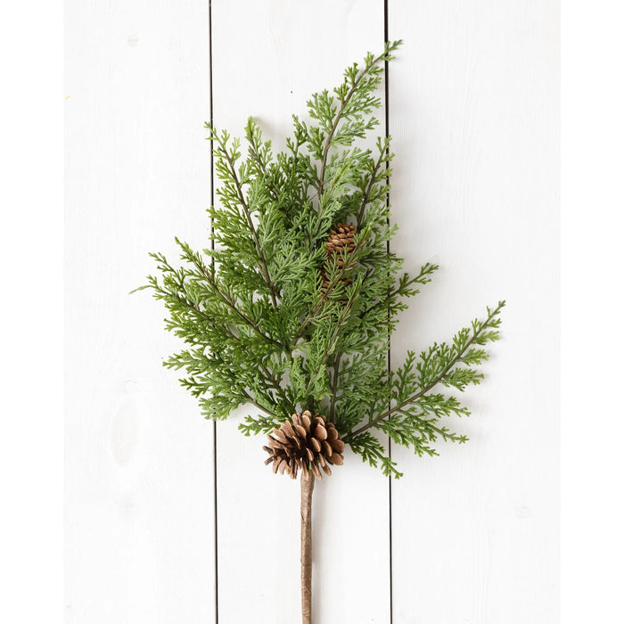 Cedar with Cones - Branch