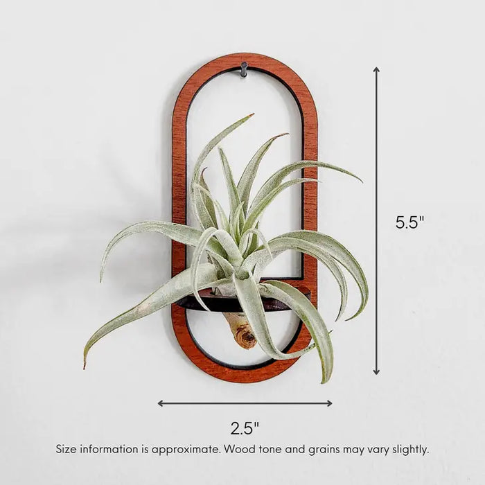 Air Plant Holder Large Oval