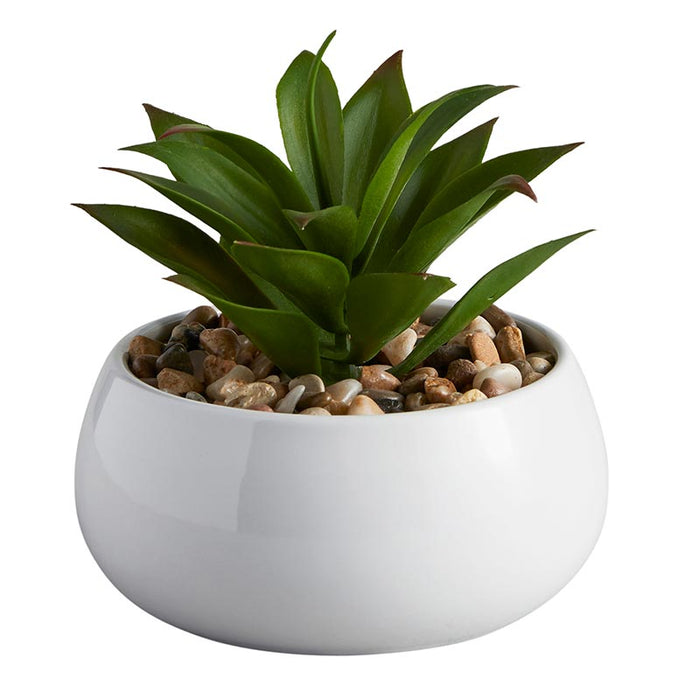 Nodulosa Succulent in White Pot