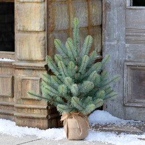 Burlap Wrapped Blue Spruce Seedling with LED Battery Lights